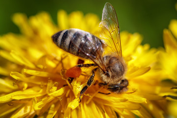 Bee on a yellow dandelion  flower collecting pollen and gathering nectar to produce honey in the hive
