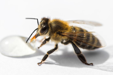 Macro image of a bee on a light surface drinking a honey drop from a hive