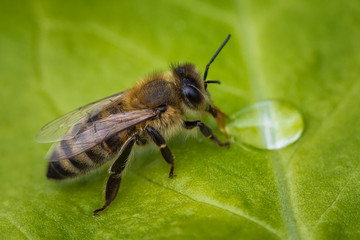 Macro image of a bee on a leaf drinking a honey drop from a hive