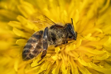 Fotobehang Macro image of a dead bee on a flower from a hive in decline, plagued by the Colony collapse disorder and other diseases © photografiero