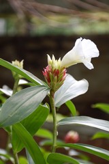 Fototapeta na wymiar close up costus speciousus flower in nature garden