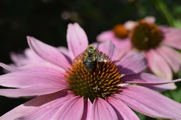 Bee on Flower