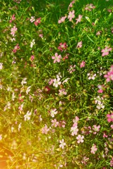 gypsophila paniculata flower in nature garden