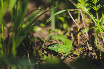 Two beautiful lizards, basking in the sun, a beautiful summer day.