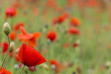 Fototapeta na wymiar red poppies in the field sunny day