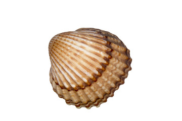 A wavy shell on a white background