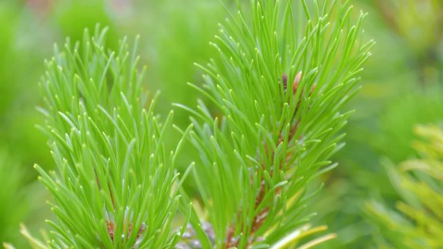 Fir tree branches. Close up