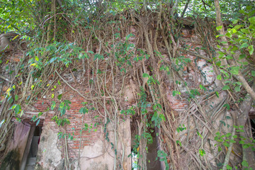 Obraz premium tree roots cover the building with a brick wall