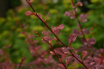 Beautiful pink plants in the garden