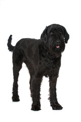 Stehender Riesenschnauzer