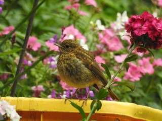 Juvenile Robin