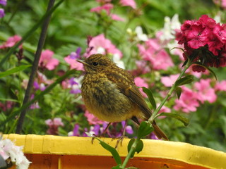 Juvenile Robin