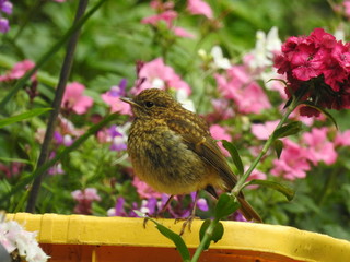 Juvenile Robin
