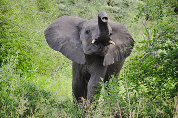 Fototapeta premium Trumpeting Baby Elephant II 
