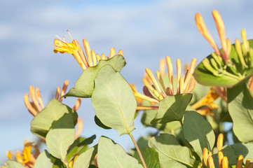 Yellow honeysuckle flowers on blue sky background