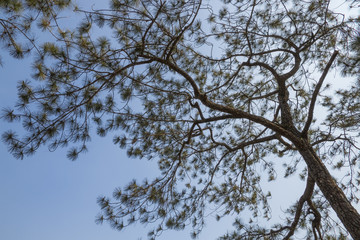 tree branch abstract background with blue sky