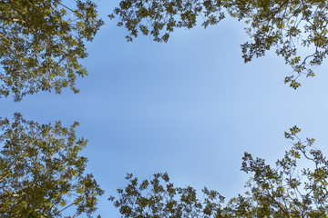 leaves with blue sky as a background