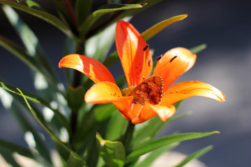 Fleur de jour et papillon