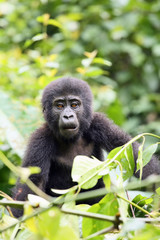 The mountain gorilla (Gorilla beringei beringei) sitting on the green bush
