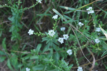 white flowers