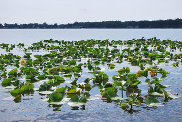 Lillypads