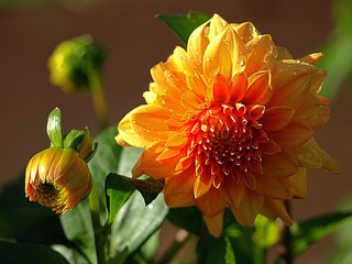 Dahlie