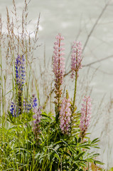 Samedan, Flaz, Fluss, Lupine, Bergblume, Flussufer, Wanderweg, Uferweg, Alpen, Graubünden, Schweizer Berge, Sommer, Schweiz