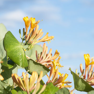 Yellow honeysuckle flowers on blue sky background