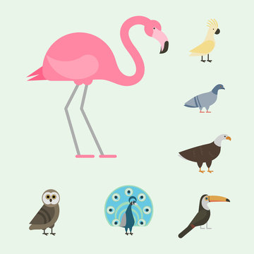 Bird species collection different vector illustration wild animal characters avifauna tropical feather pets