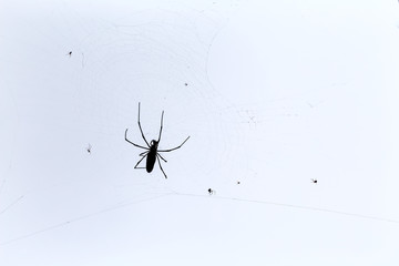 spider silhouette