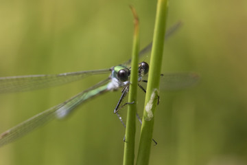 emerald damselfly