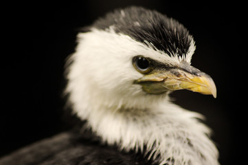 Adler Küken