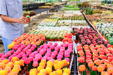 Cactus tree shop with breeding in the house for sale