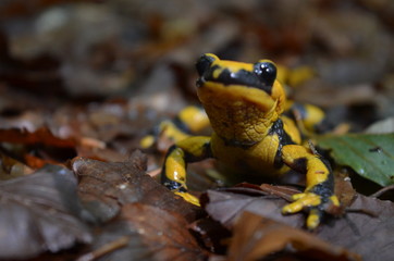 Salamandra nel boso