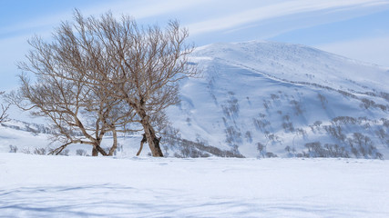 Fototapeta na wymiar Mountain snow hokkaido