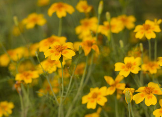 Fototapeta premium Beautiful summer flowers in the garden.