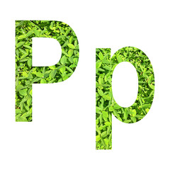 English alphabet “P.p” made from green grass on white background for isolated with clipping path, Capital letter and small letter  from green grass on white background for isolated