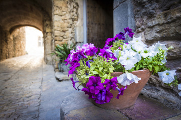 Fototapeta na wymiar White and magenta flowers in old medieval town of Peratallada, Spain