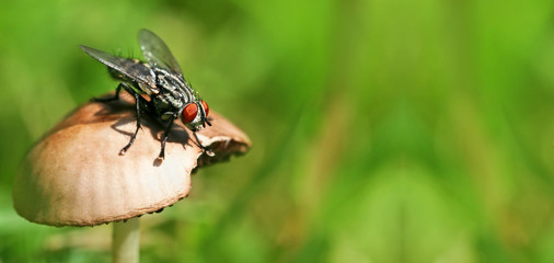 Website banner of a resting fly