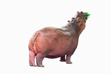 Hippopotamus standing eating a grass on white background