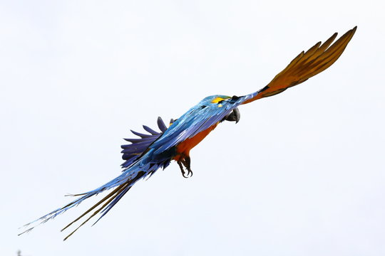 Perroquet en vol Ara Ararauna jaune et bleu (attérissage)