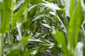 Maisfeld - Tunnelblick