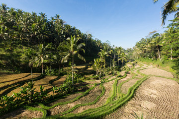 Fototapeta na wymiar tegalalang rice terrace - Ubud