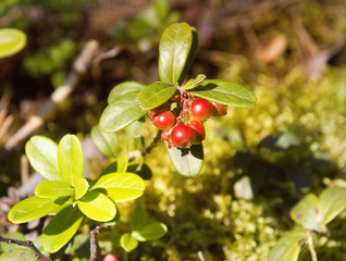 A bush of lingonberry in the forest.