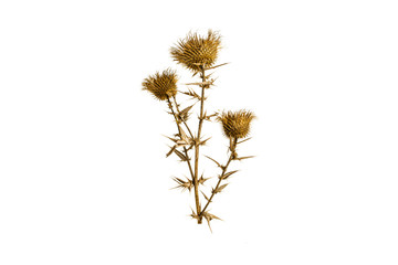 Dried milk thistle on a white background