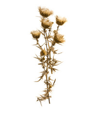 Dried milk thistle on a white background