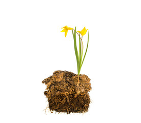 Yellow forest tulip in the ground on a white background
