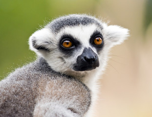 Head of ring-tailed lemur (Lemur catta)