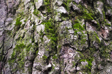 tree bark texture