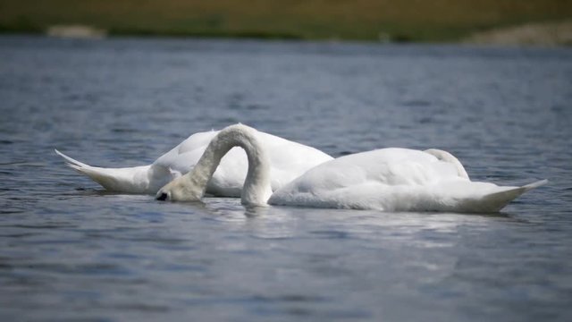 Two Swimming swans on the Neue Donau, Vienna, in 4K resolution